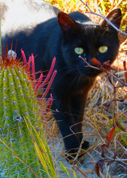 Cactuscat